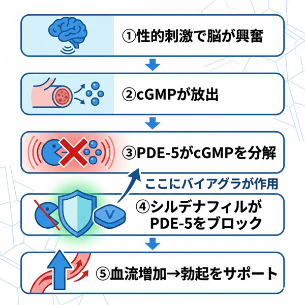 バイアグラの作用機序。性的刺激からPDE-5阻害による血流増加までの5ステップを図解