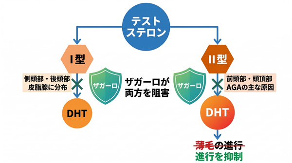 ザガーロの作用機序。5αリダクターゼI型・II型の両方を阻害しDHT生成を抑制、AGAの進行を防ぐ仕組みを図解